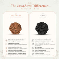 7 Mukhi Rudraksha Bead(Nepali)