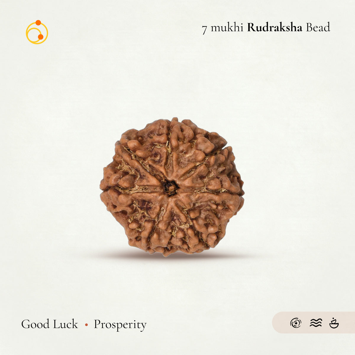 7 Mukhi Rudraksha Bead(Nepali)