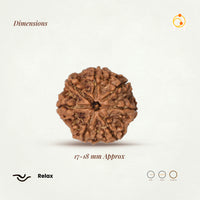 7 Mukhi Rudraksha Bead(Nepali)