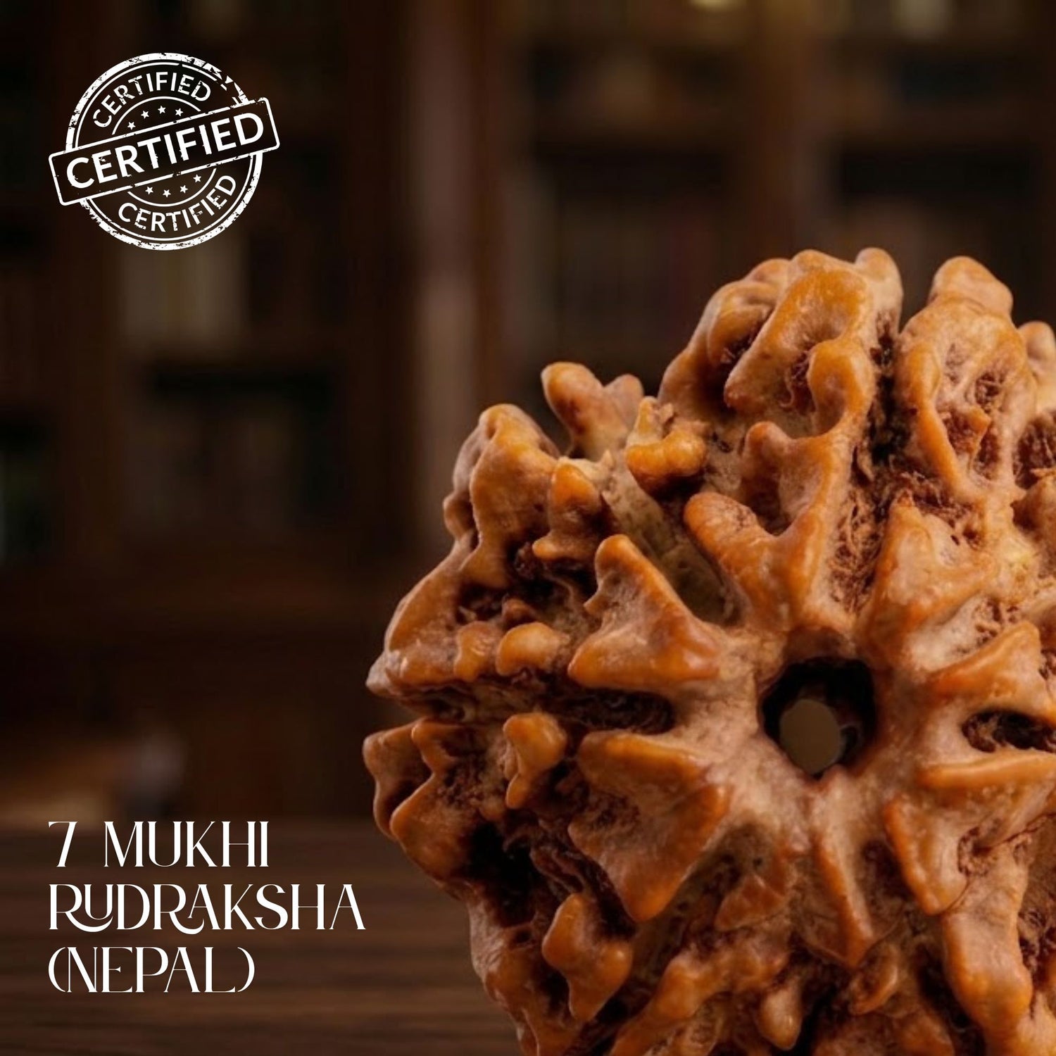 Nepal Origin 7 Mukhi Rudraksha - 17mmÂ toÂ 22mm