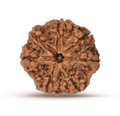 Rudraksha