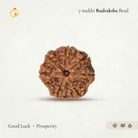 7 Mukhi Rudraksha Bead(Nepali)