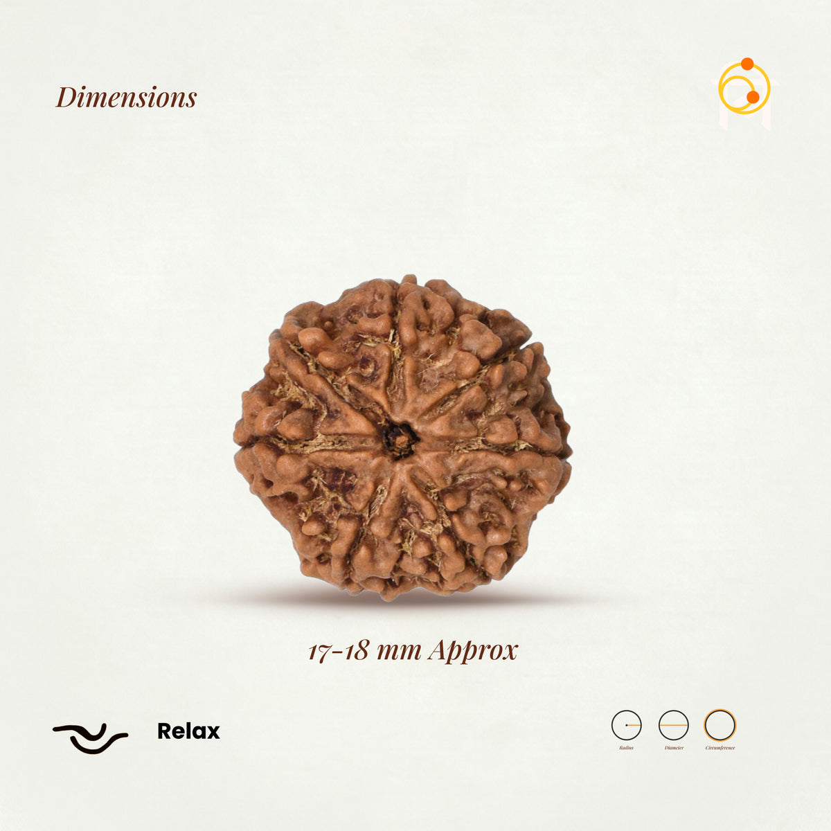 7 Mukhi Rudraksha Bead(Nepali)