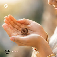 7 Mukhi Rudraksha Bead(Nepali)