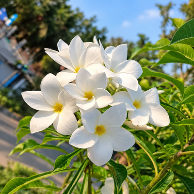 Nagchampa